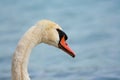 Head of a swan