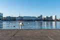 Head of swan showing up behind quay wall at Alster Lake in Hamburg, Germany