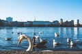 Head of swan showing up behind quay wall at Alster Lake in Hamburg, Germany