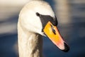 Head of swan, in winter time, Poland. Royalty Free Stock Photo
