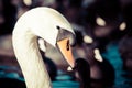 Head of swan, in winter time, Poland. Royalty Free Stock Photo