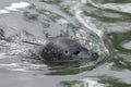 Head of a swimming sea lion Otariinae Otariidae Royalty Free Stock Photo