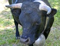 Head of a Swiss fighting bull