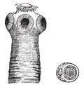 Head of taenia solium, vintage engraving