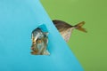 The head and tail of the smoked sea fish peeking out of colored paper Royalty Free Stock Photo