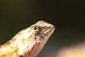 Head of Thai brown and orange chameleon lizard Body is covered with ridged scales.