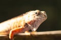 Head of Thai brown and orange chameleon lizard (Calotes versicolor) blur on background