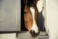 Head of a thoroughbred brown-white horse looks out the window of Royalty Free Stock Photo