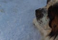 The head of a thoroughbred dog is close-up against the background of snow, with a black nose in the foreground