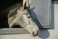 Head of a thoroughbred gray white horse looks out the window of Royalty Free Stock Photo