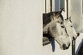 Head of a thoroughbred gray white horse looks out the window of Royalty Free Stock Photo