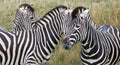 Head of three zebras, photographed in the grass at Port Lympne Safari Park, Ashford, Kent UK.