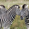 Three black and white striped zebras looking in different directions, photographed at Port Lympne Safari Park, Ashford, Kent UK.