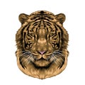 The head of the tiger sketch vector graphics Royalty Free Stock Photo