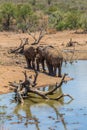 Head to head elephants