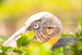 Tongtong stork Royalty Free Stock Photo