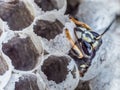 Head and torax of a wasp emerging from a wasps nest Royalty Free Stock Photo