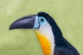 The head of Toucan-ariel (lat. Ramphastos vitellinus) with a beautiful yellow breast and a powerful large beak