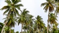 The head tree around Abasi beach, Manokwari-West Papua Royalty Free Stock Photo