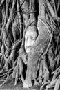 Head in the tree of Unseen Thailand