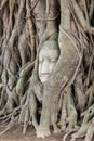 Head in the tree of Unseen Thailand.