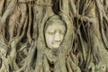 Head in the tree of Unseen Thailand