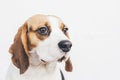 Head of tricolor beagle dog on white background
