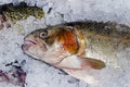 Trout freshly frozen in ice on the counter