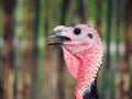 The head of a Turkey. Beautiful, scary bird Royalty Free Stock Photo
