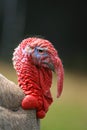 Head of a turkey