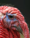 Head of a turkey