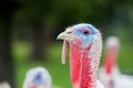 An head of an turkey