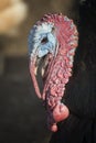 Head Of A Turkey