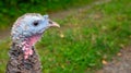 The head of a turkey. Portrait against the background of green grass.