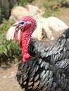 head of turkey and the red protuberance over the beak called sno