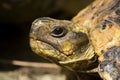 Head turtle Royalty Free Stock Photo