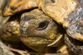 Head turtle Royalty Free Stock Photo