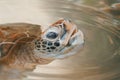 The head of a turtle in close-up emerging from the water