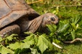 Head of a turtle eating leaves Royalty Free Stock Photo