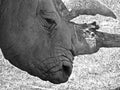 White rhino in Marwell Zoo England