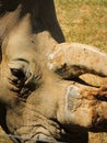 White rhino in Marwell Zoo England