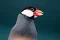 Head of a twittering java sparrow in front of a dark bluish gray background