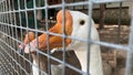 A head of two gray and white caged goose with an orange beak close up behind a metal fence in a poultry farm, meat production Royalty Free Stock Photo