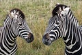 Head of two plains zebras, photographed at Port Lympne Safari Park, Ashford, Kent UK.