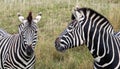 Head of two plains zebras, photographed at Port Lympne Safari Park, Ashford, Kent UK.
