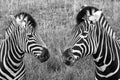 Head of two zebras, photographed in monochrome at Port Lympne Safari Park, Ashford, Kent UK.