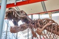 Head of tyrannosaurus rex skeleton standing in Byers Lobby of the Academy of Sciences