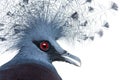 Head of Victoria Crowned Pigeon