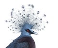 Head of Victoria Crowned Pigeon Royalty Free Stock Photo