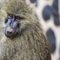 Head view of Anubus baboon in Tarangire National Park, Tanzania